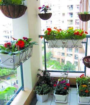 陽(yáng)臺(tái)植物